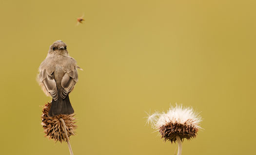 Phoebe and Bee